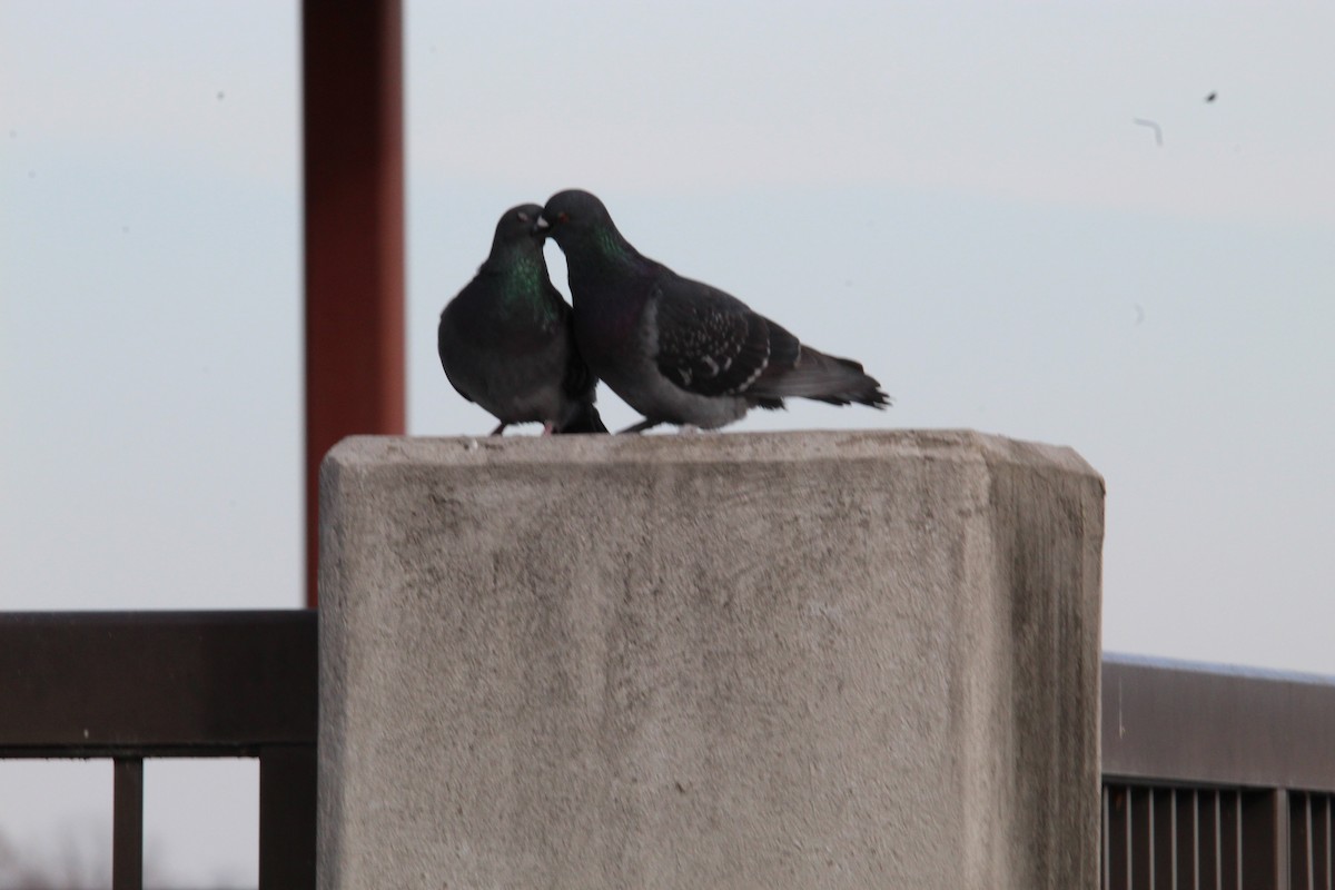 Rock Pigeon (Feral Pigeon) - ML297623181