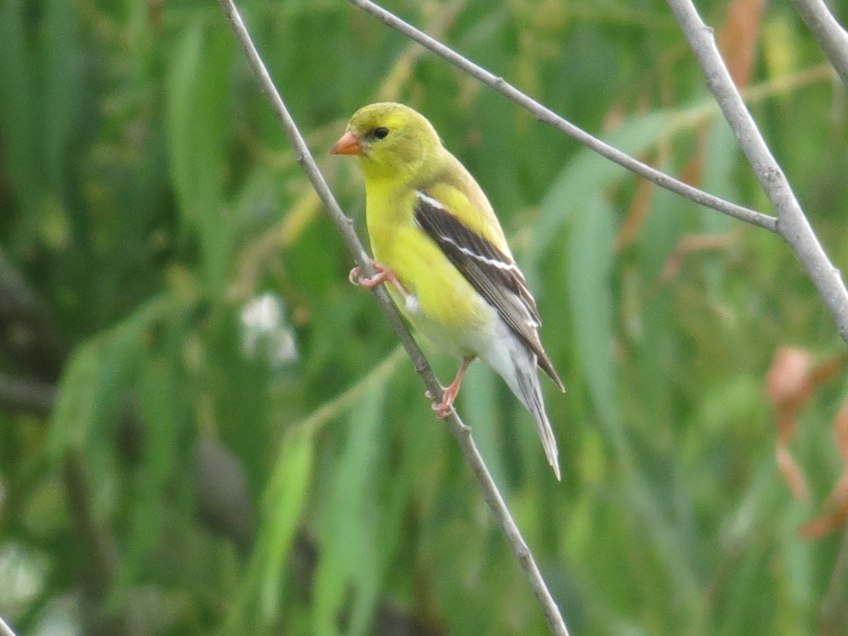 American Goldfinch - John Brush