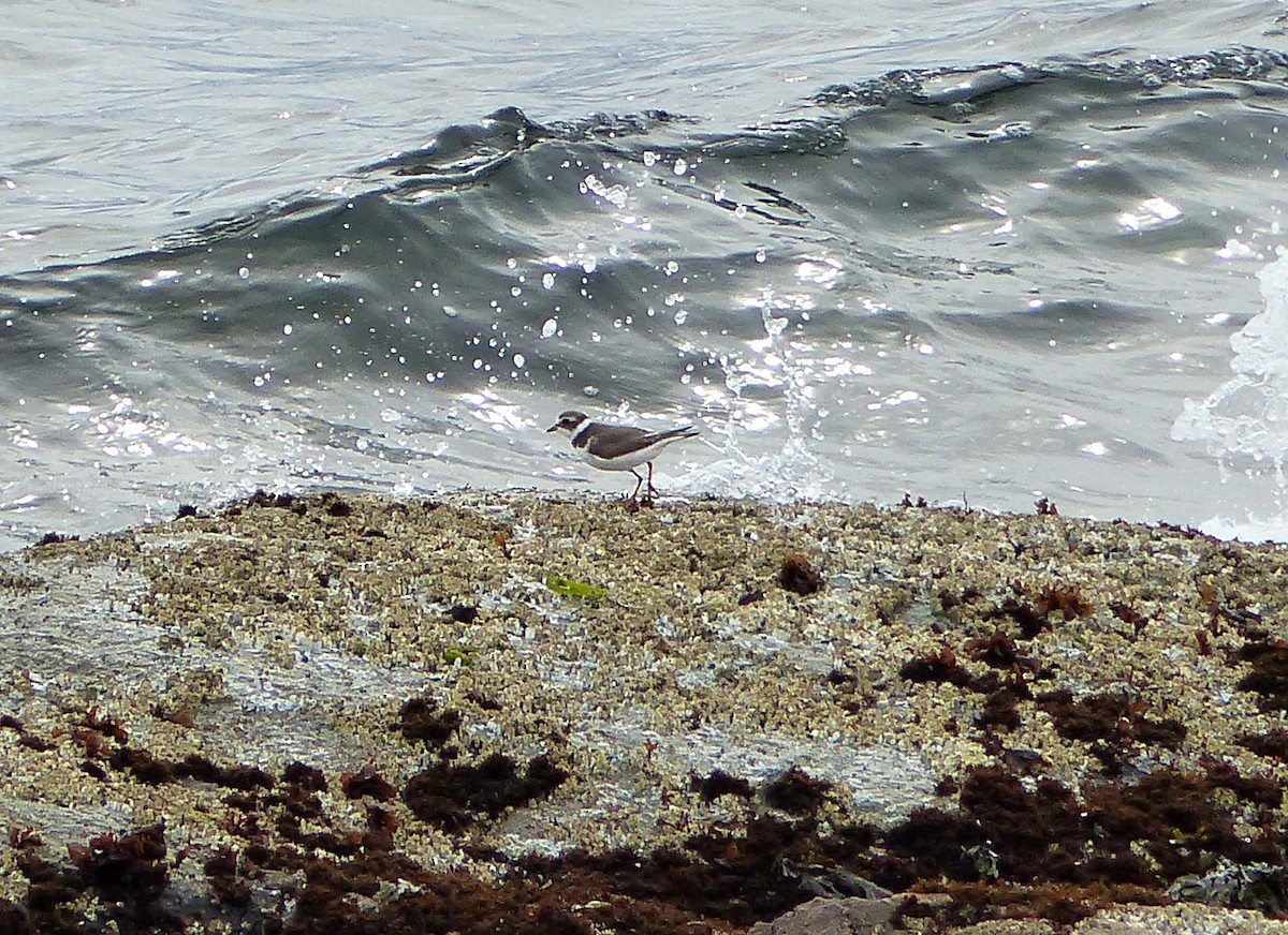 Semipalmated Plover - ML29762491
