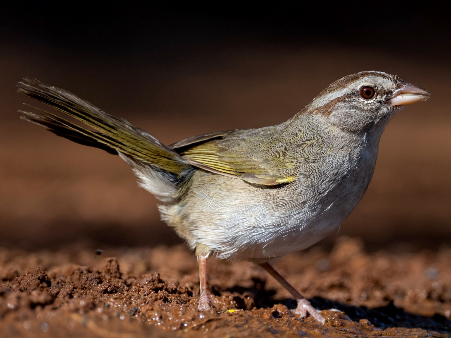 Olive Sparrow