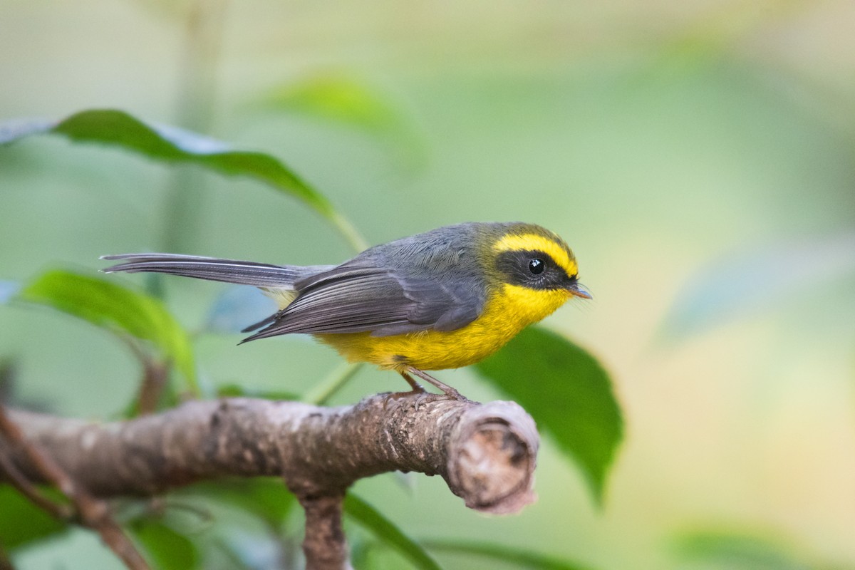 Yellow-bellied Fairy-Fantail - ML297625821