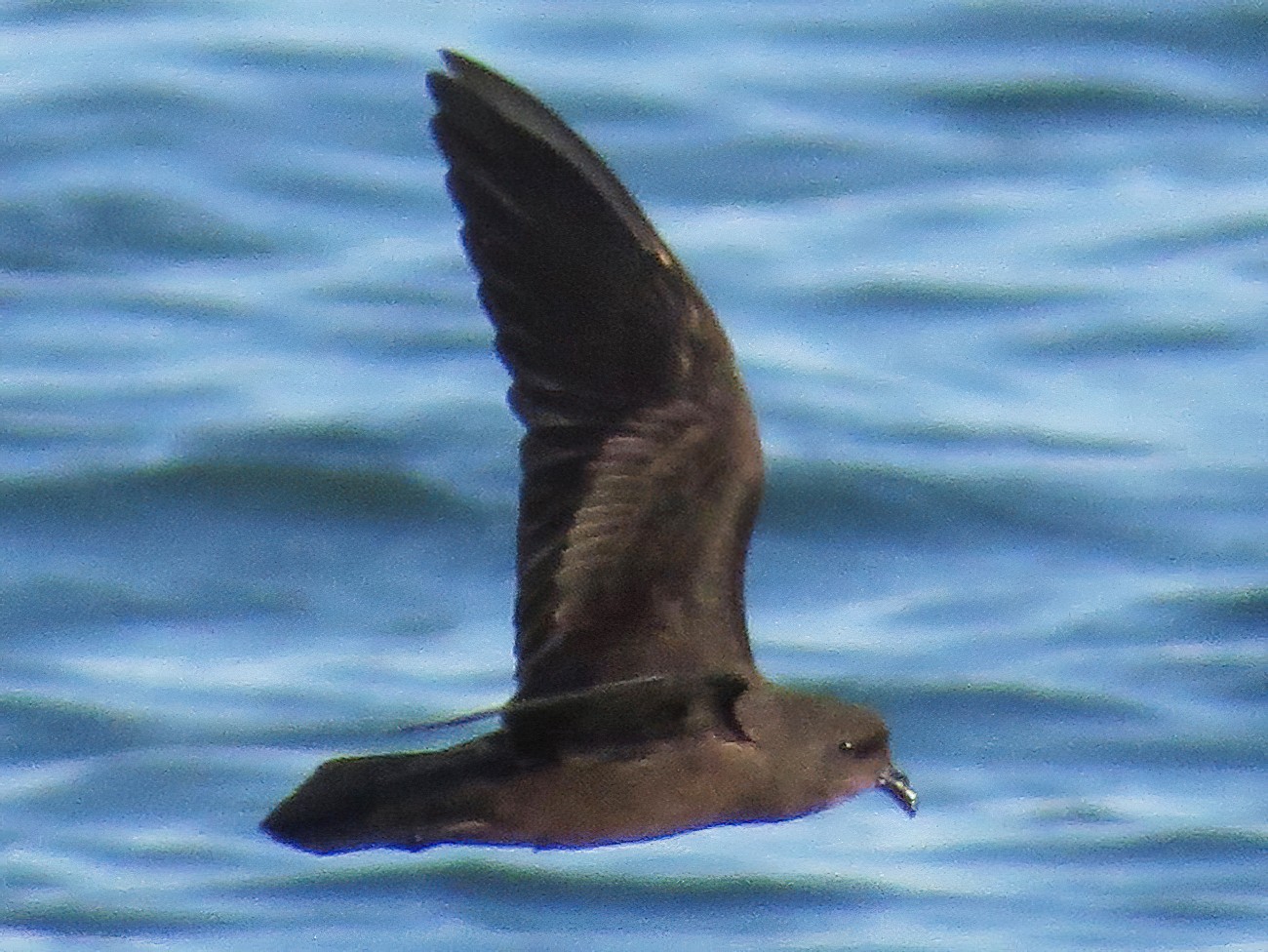 Least Storm-Petrel - eBird