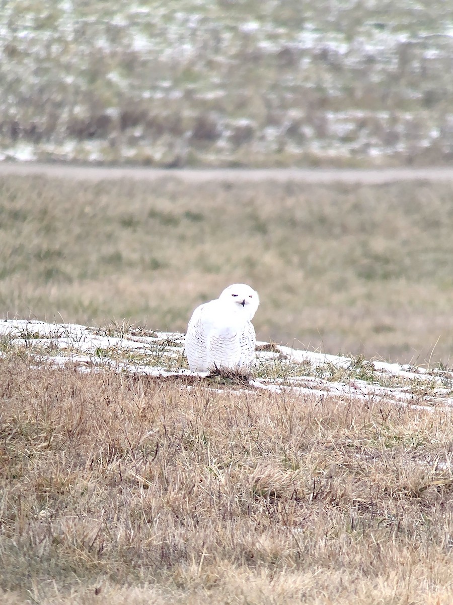 Snowy Owl - ML297628261
