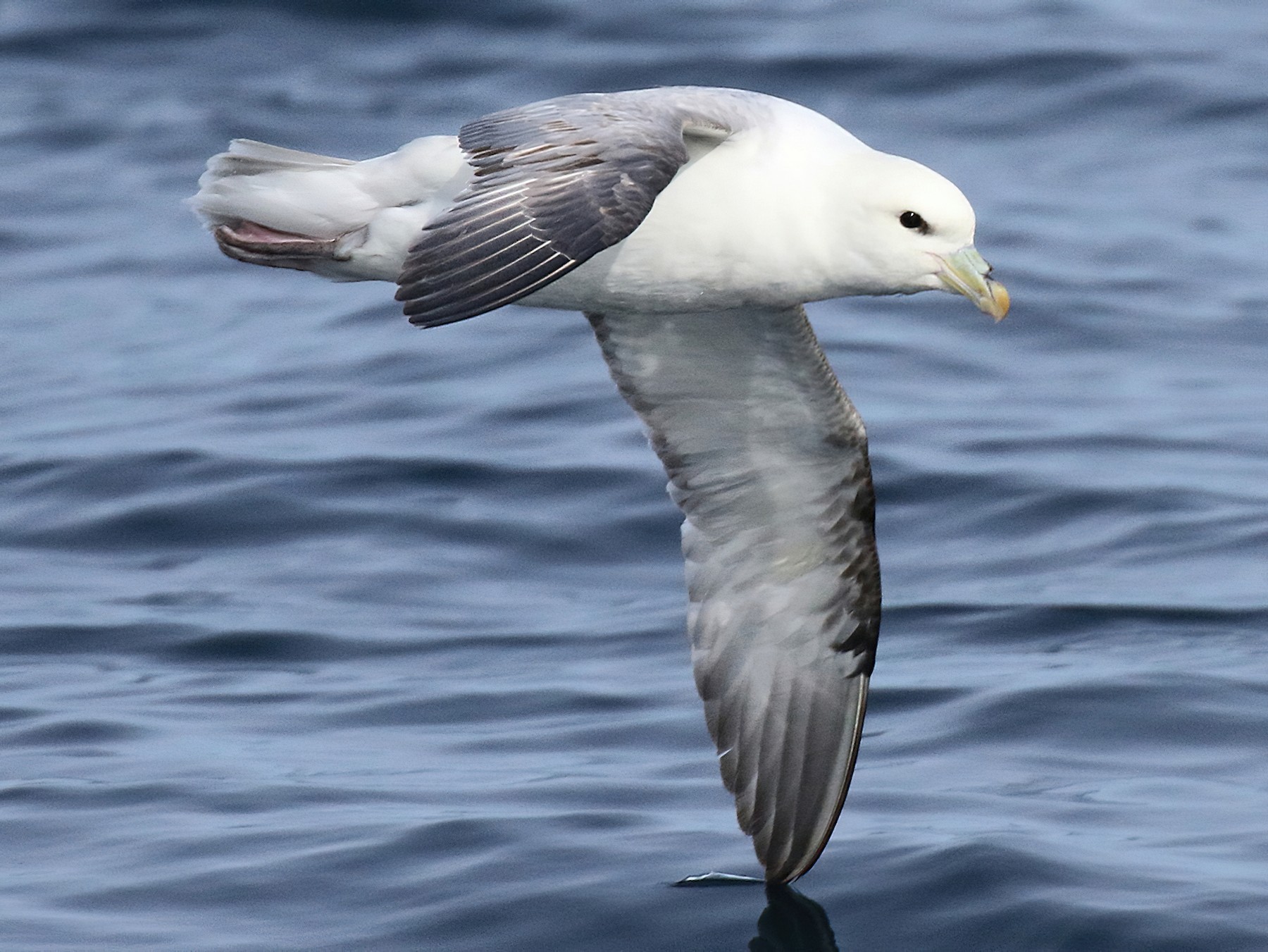 Northern Fulmar - Stephen Mirick