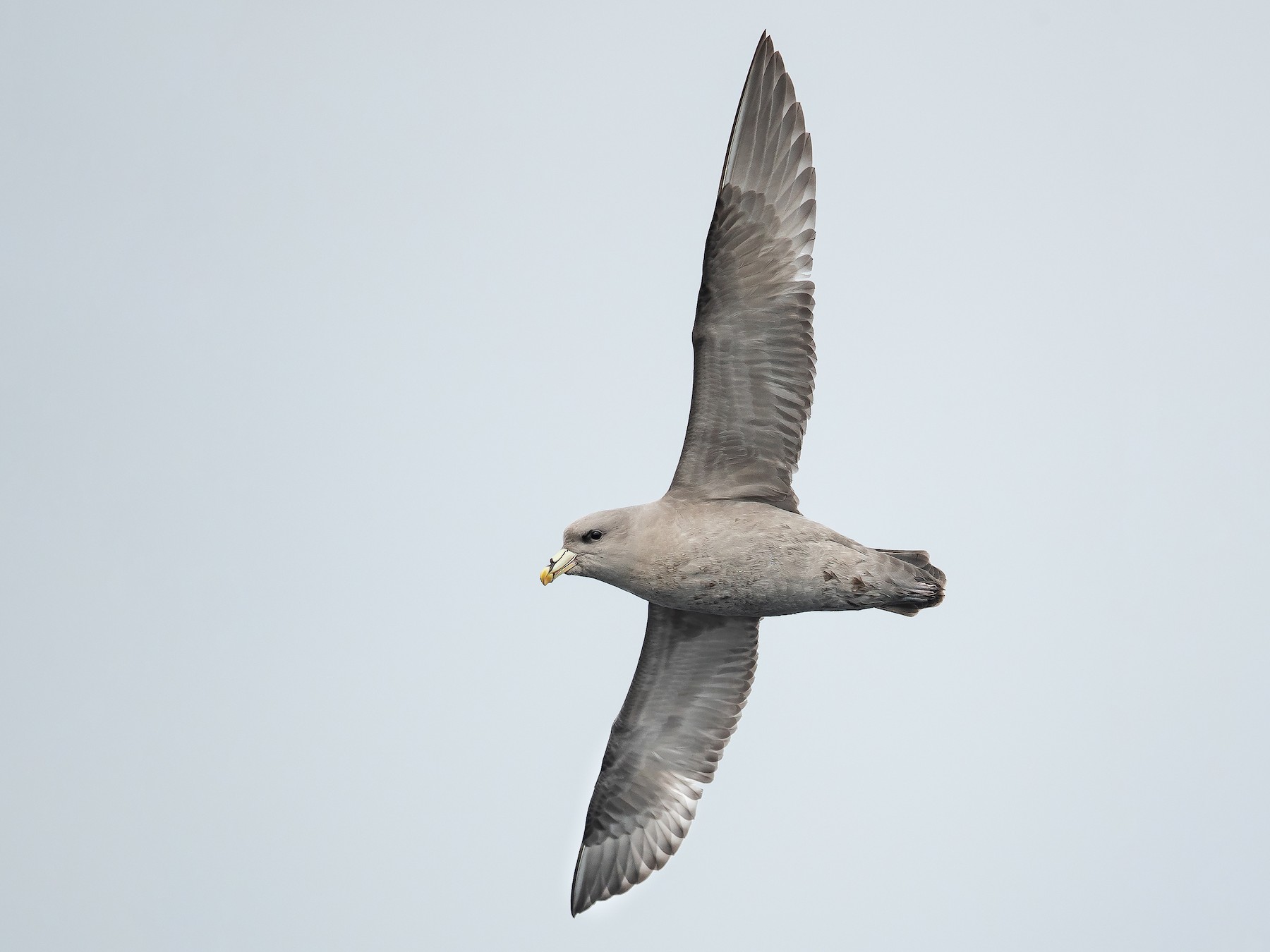 Northern Fulmar - Dorian Anderson