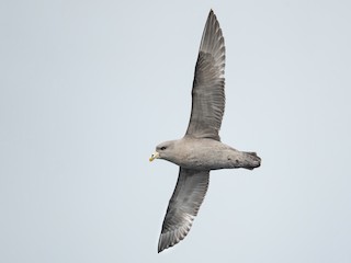  - Northern Fulmar
