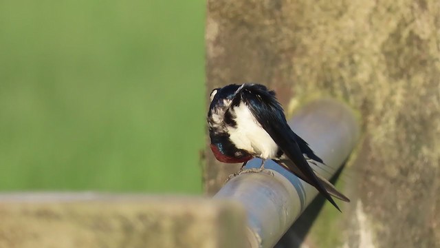 Wire-tailed Swallow - ML297629781