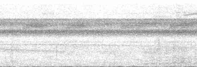 Бледный амазон (farinosa) - ML29763