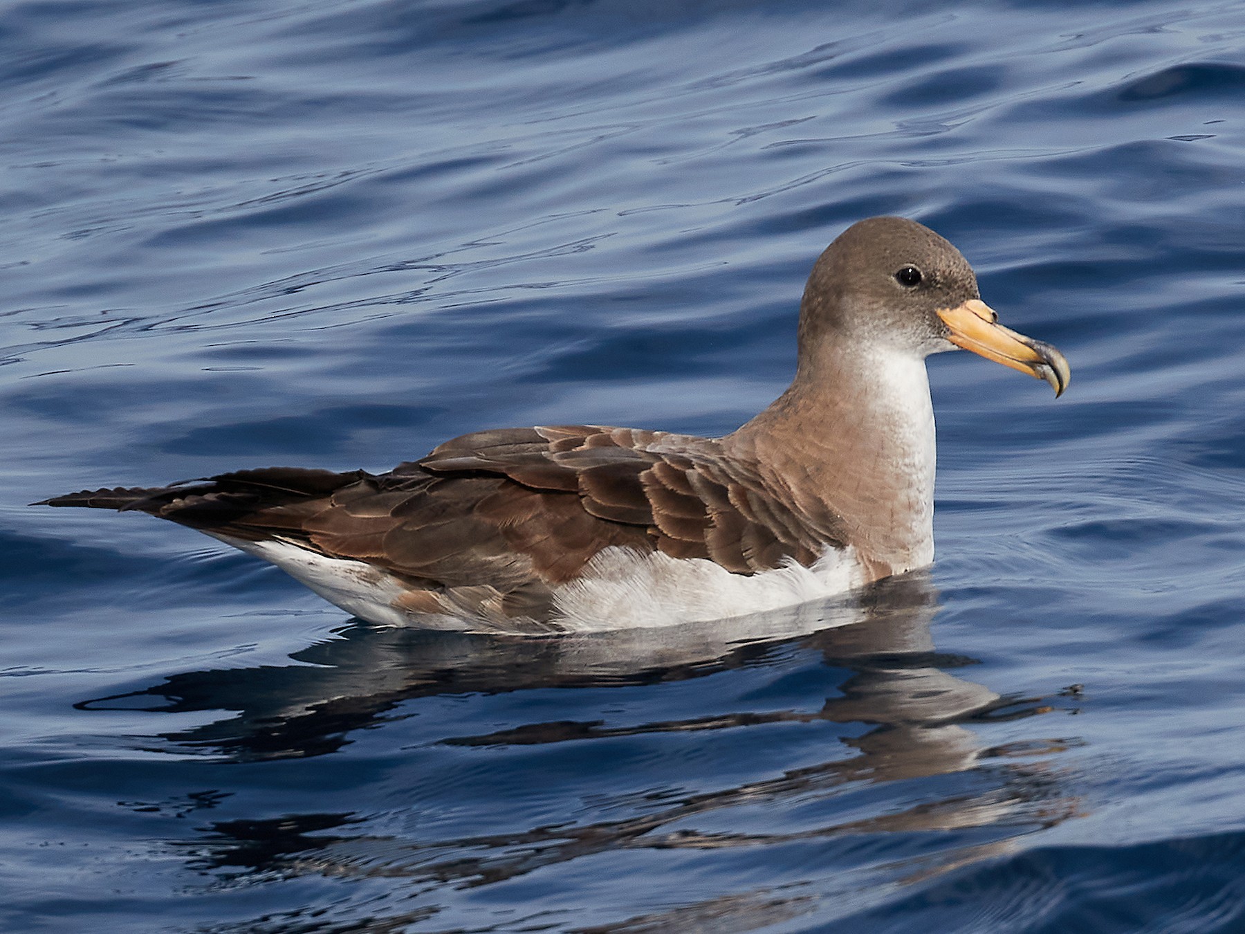 Cory's Shearwater - Miguel Rouco