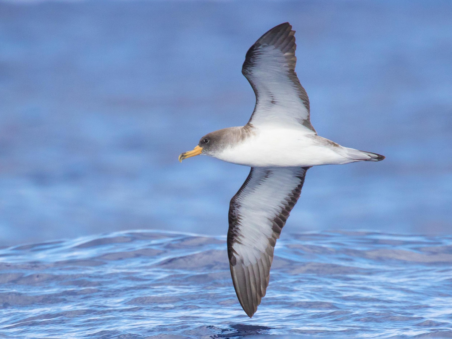 Cory's Shearwater eBird