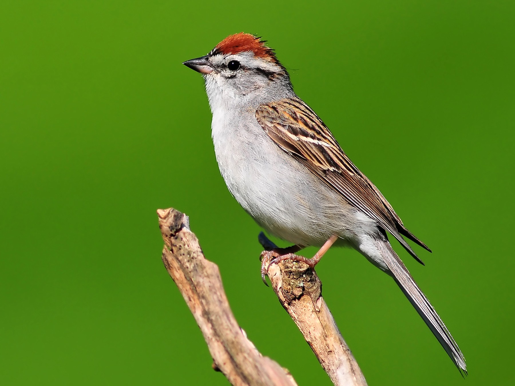 Chipping Sparrow - Malcolm Gold