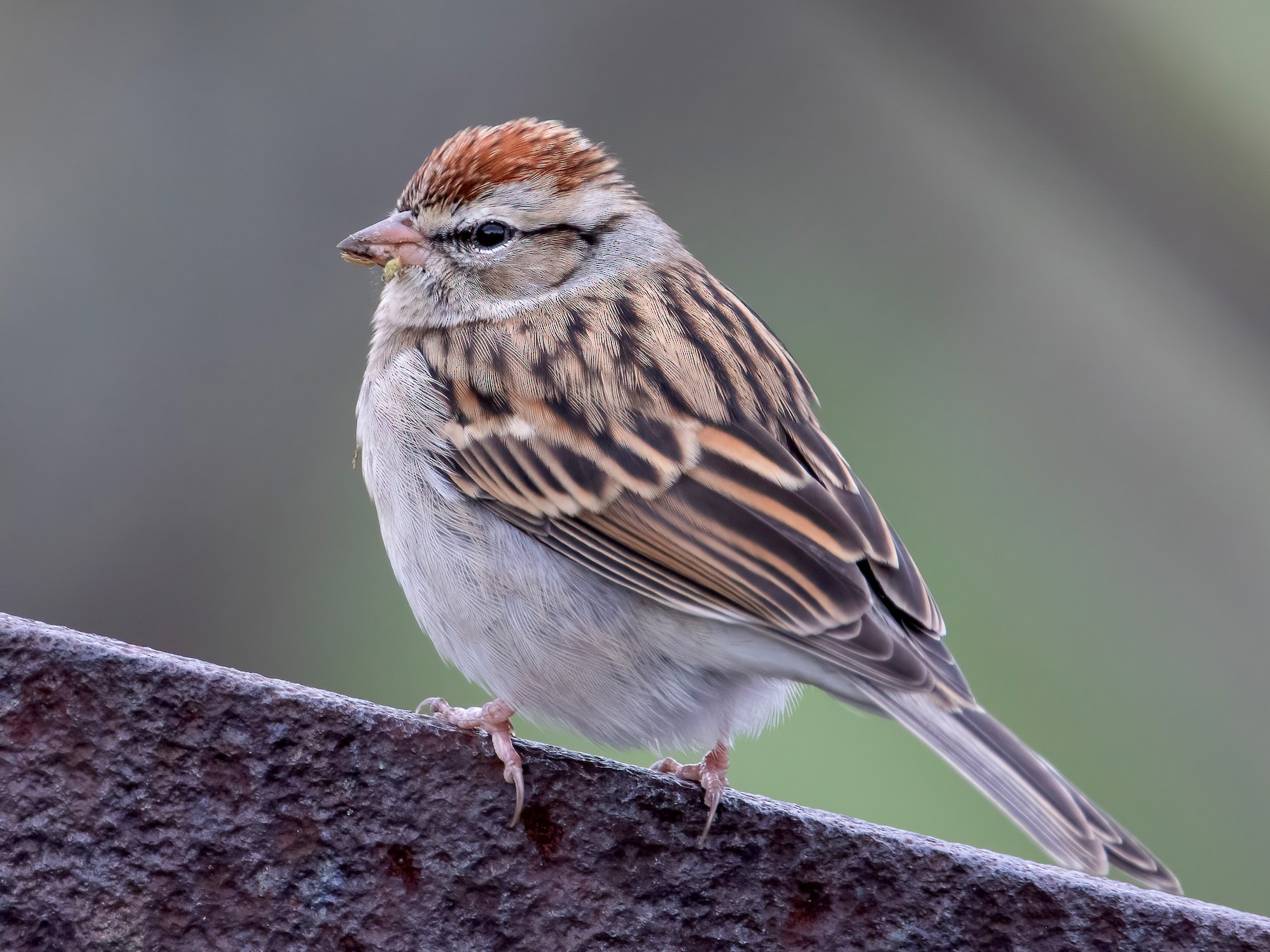 Chipping Sparrow - Blair Dudeck