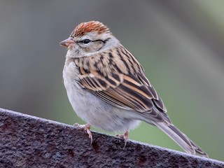 非繁殖成鳥/未成年鳥 - Blair Dudeck - ML297632331