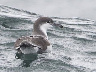 Buller's Shearwater - eBird