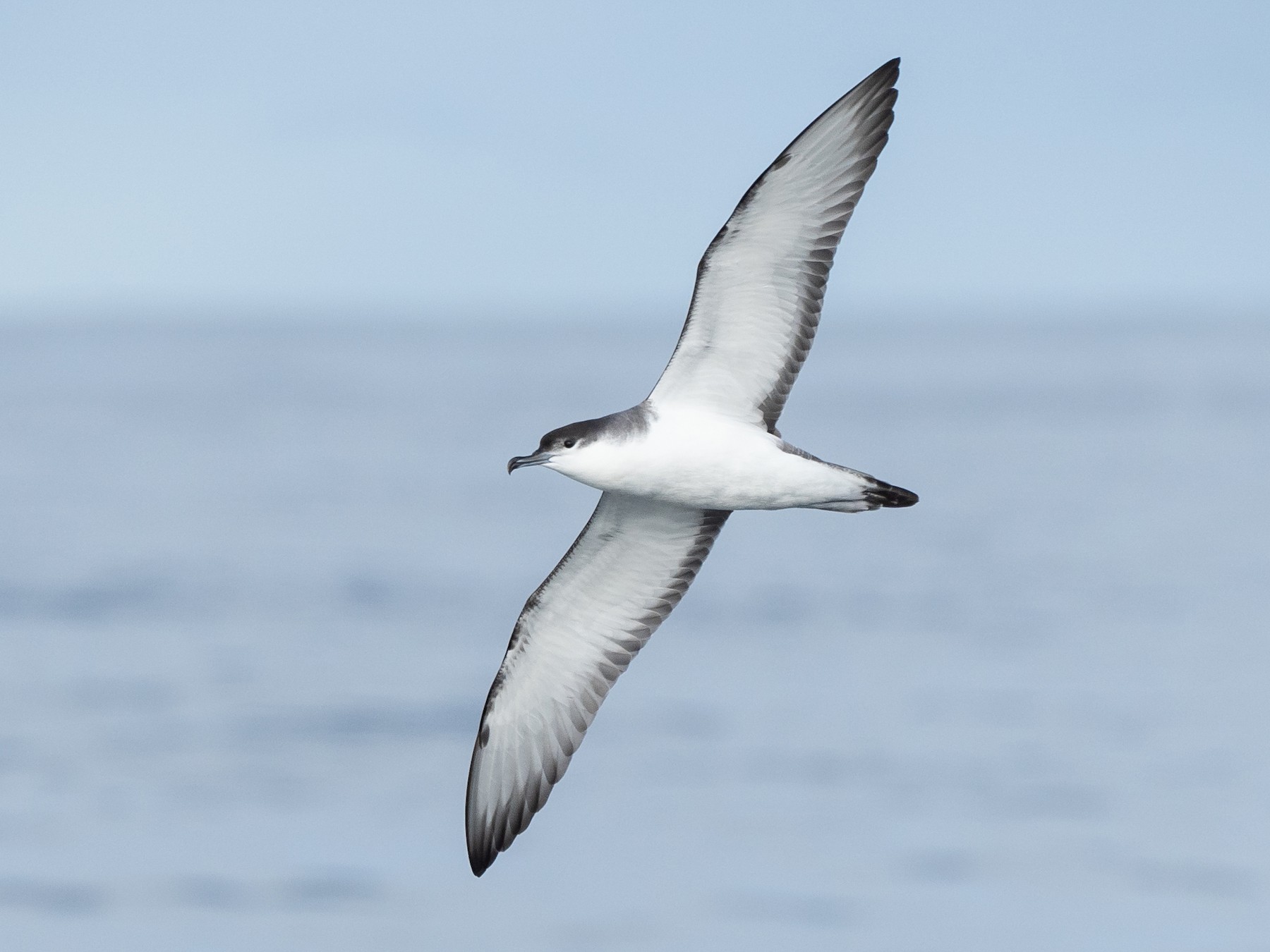 Buller's Shearwater - Patrick Van Thull