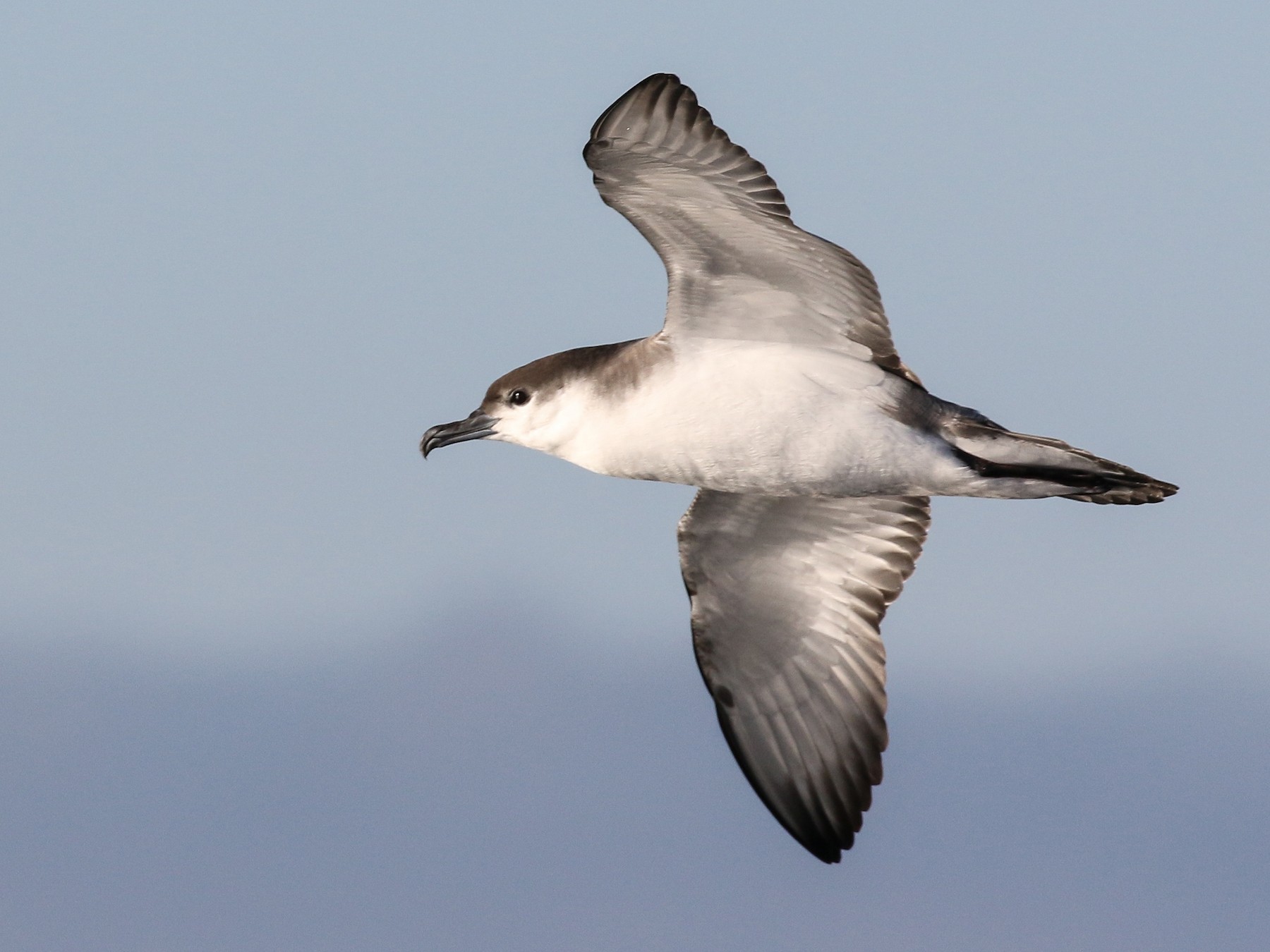 ミナミオナガミズナギドリ eBird