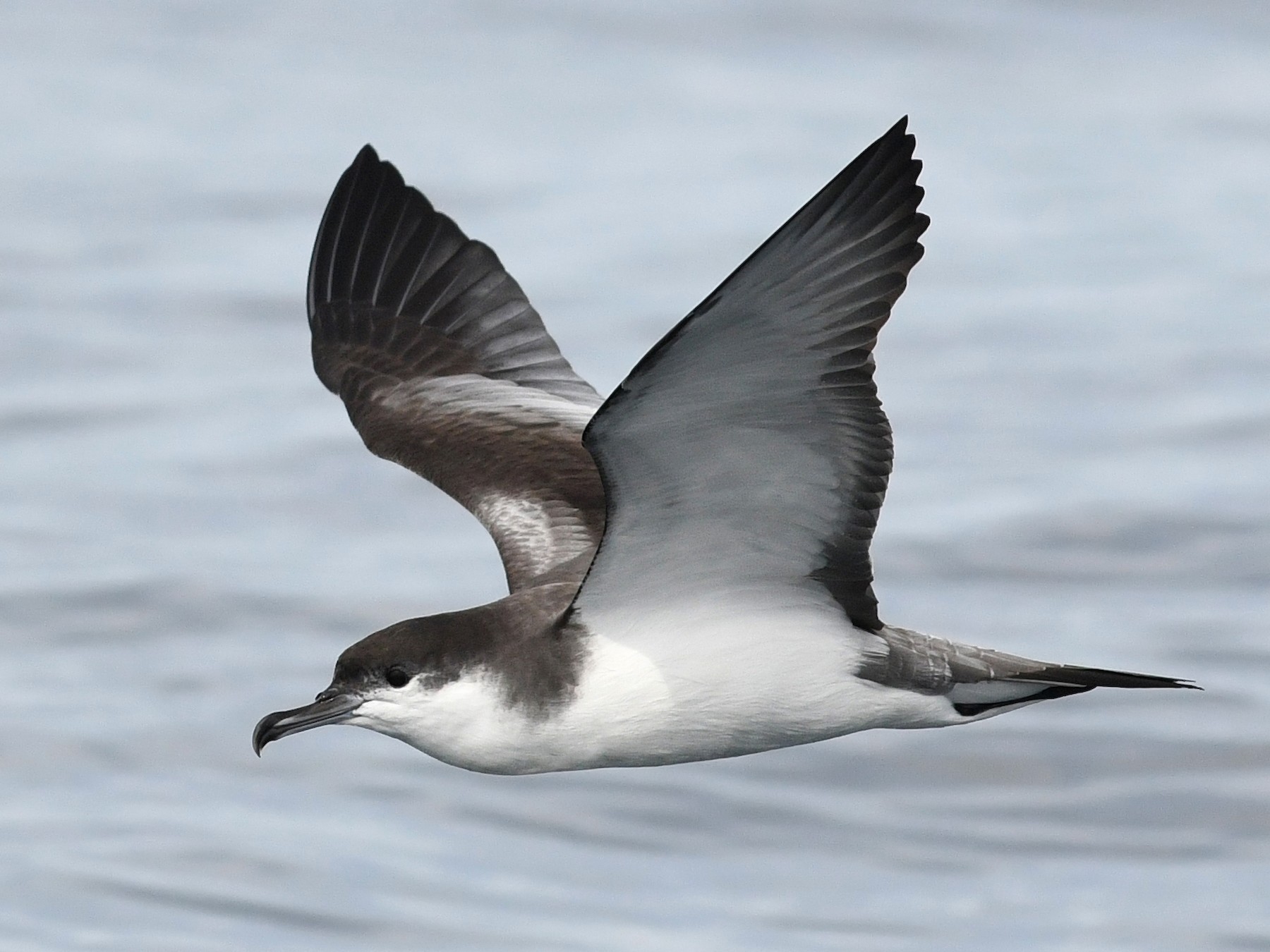 Buller's Shearwater eBird