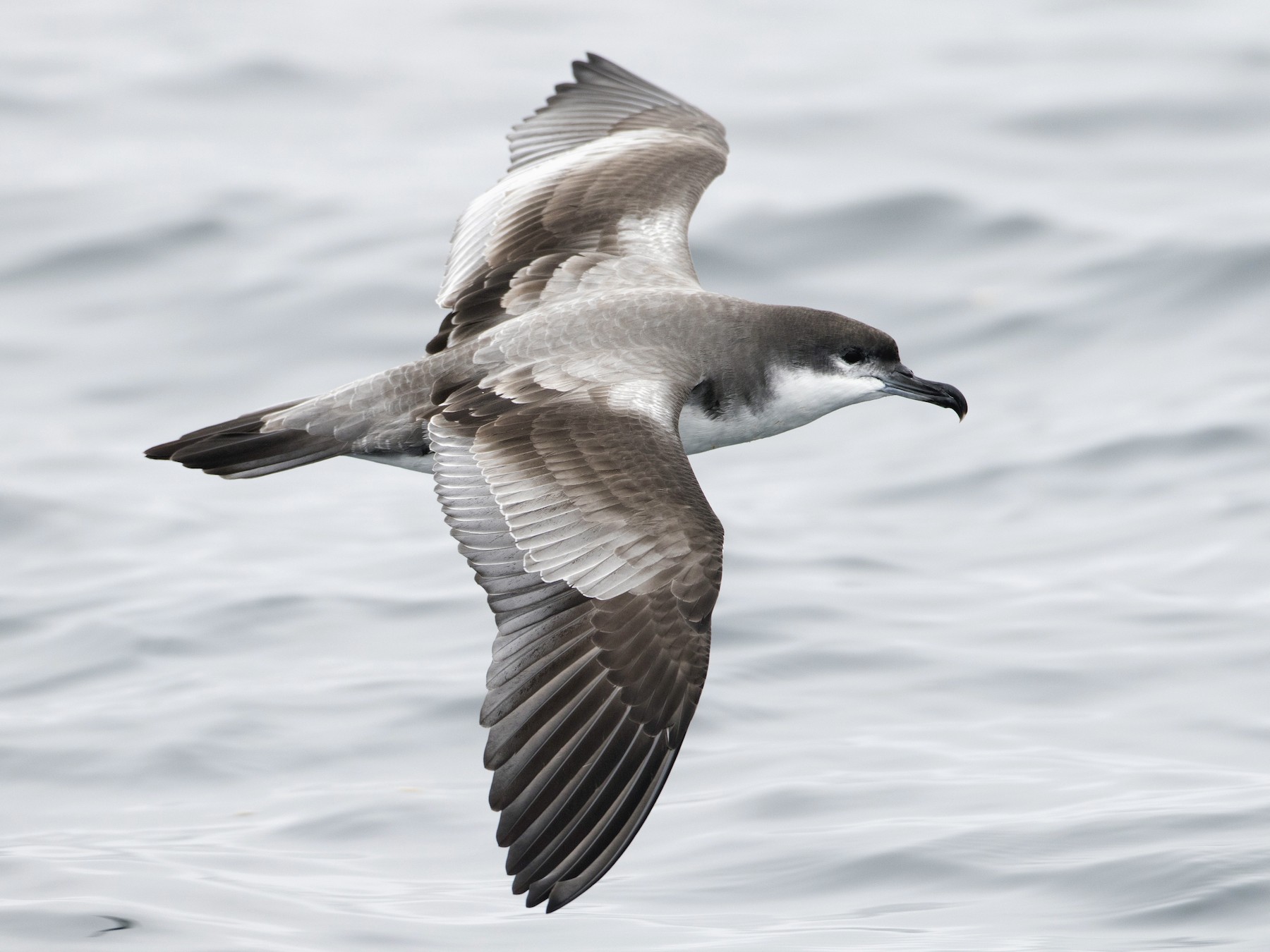 Buller's Shearwater eBird
