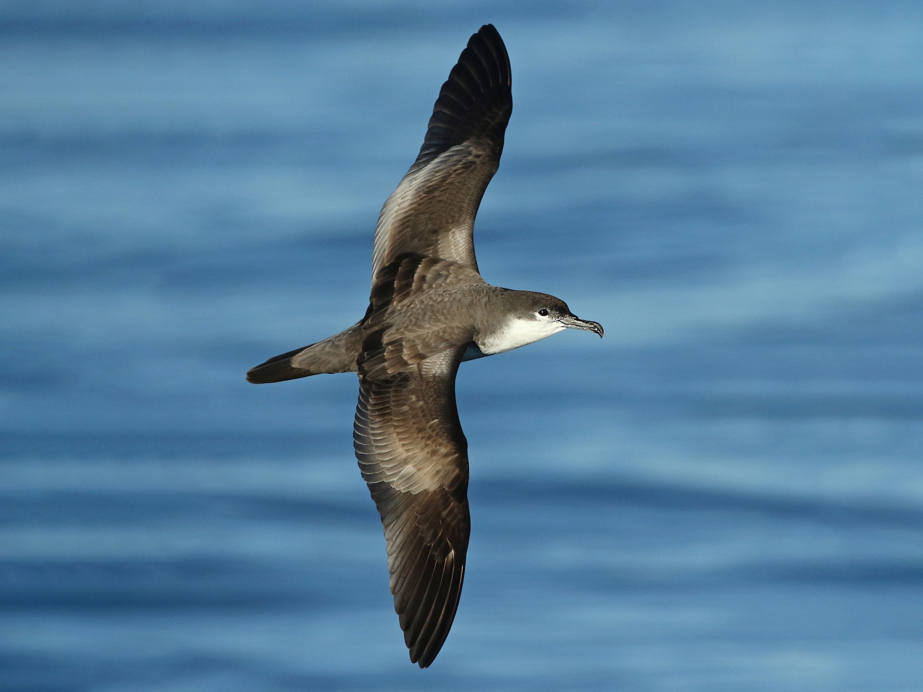 Buller's Shearwater - Anonymous