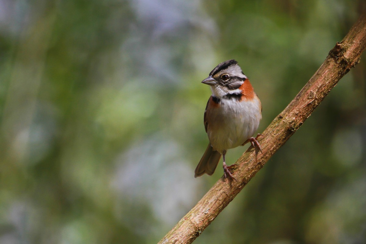 Rufous-collared Sparrow - ML29763361