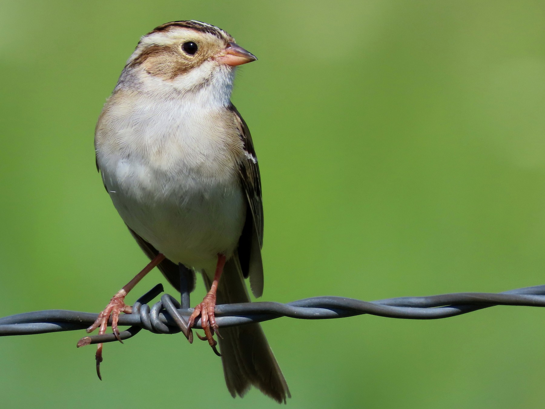 Clay-colored Sparrow - Brad Vissia
