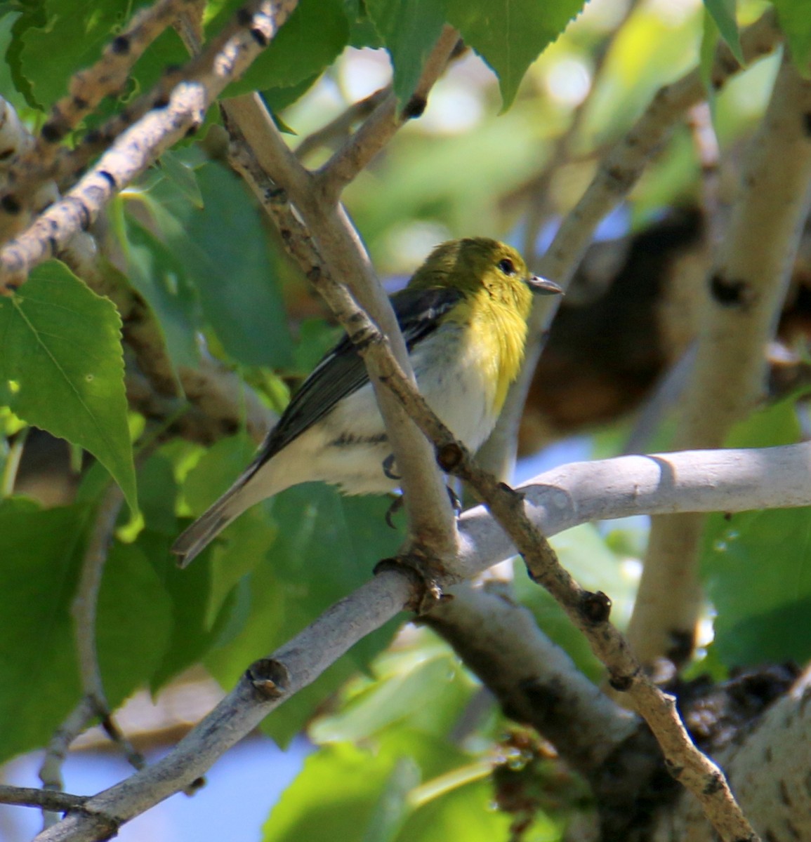 Yellow-throated Vireo - Norm Lewis