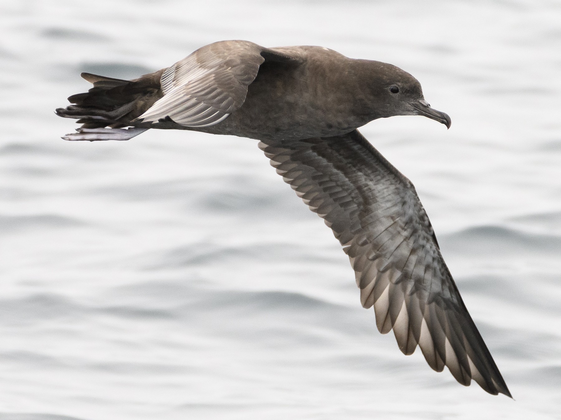 Sooty Shearwater - Darren Clark