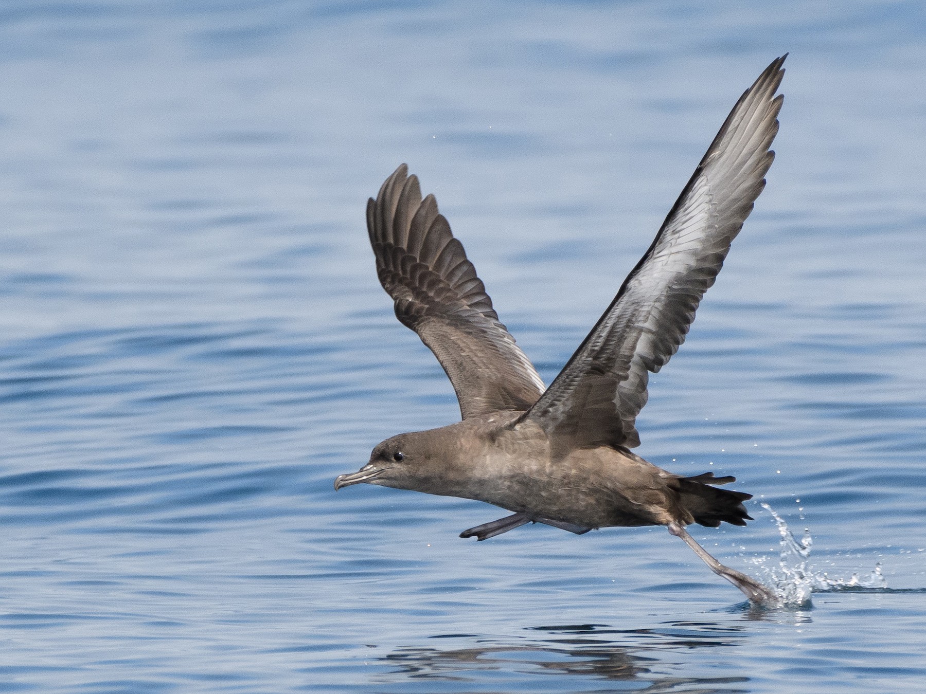 Sooty Shearwater - Darren Clark