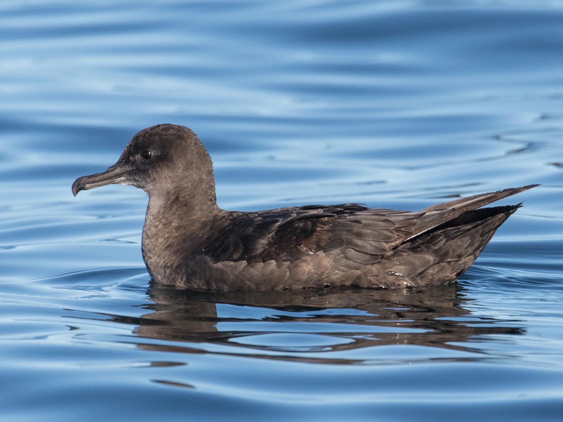 Sooty Shearwater - Peter  Steward