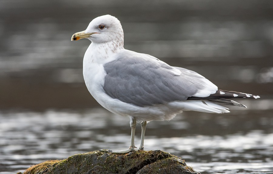 California Gull