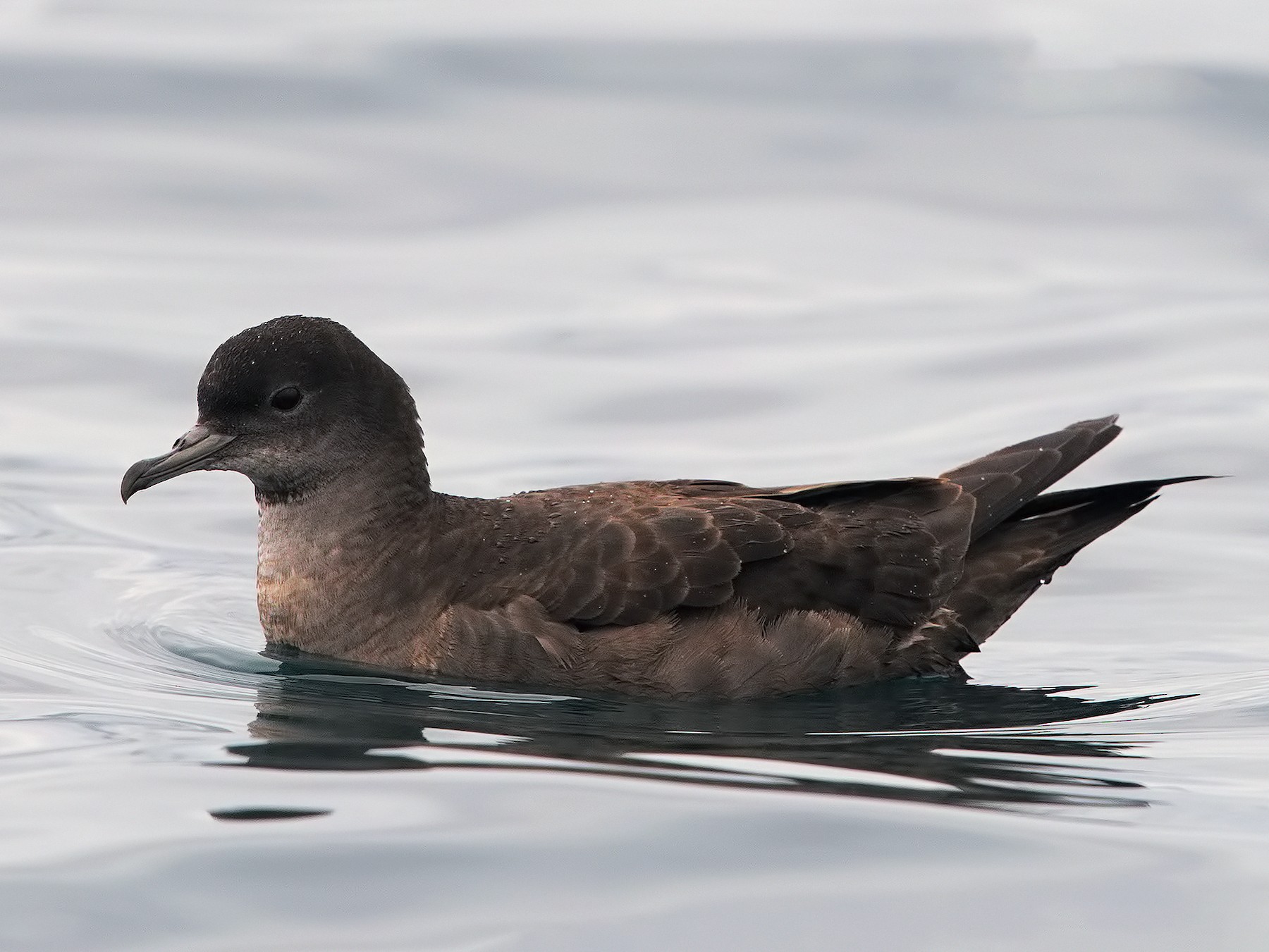 Short-tailed Shearwater - Marco Valentini