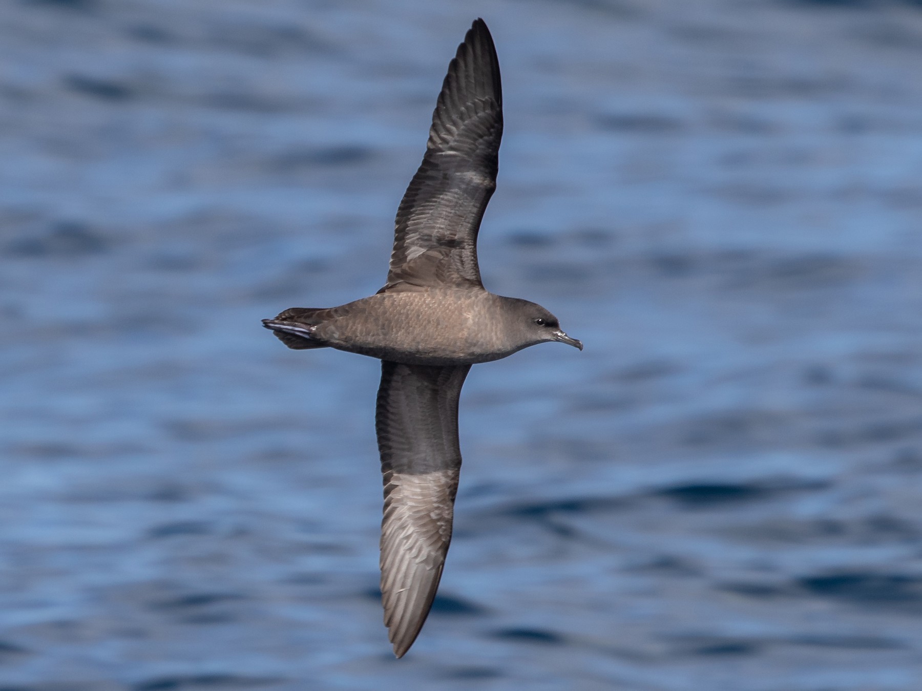 Short-tailed Shearwater - Ramit Singal