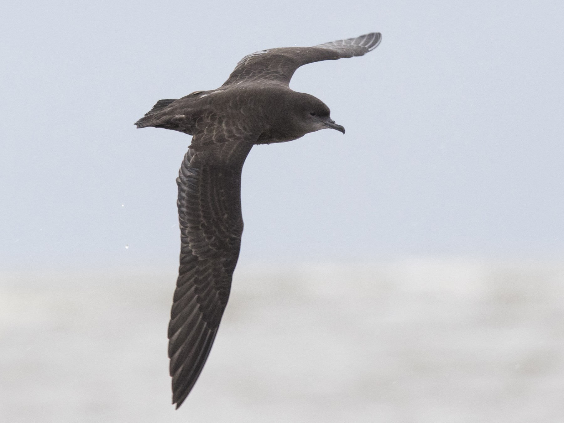 Short-tailed Shearwater - Bryce Robinson