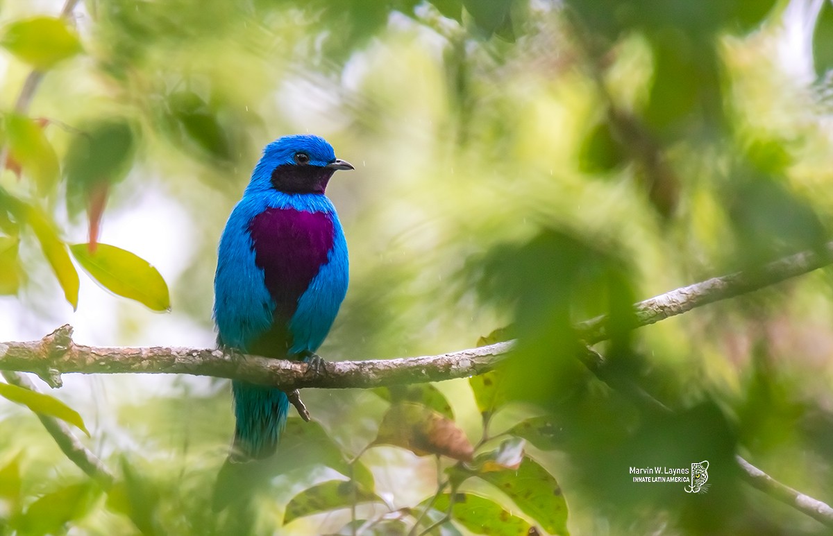 Lovely Cotinga - Marvin W. Laynes