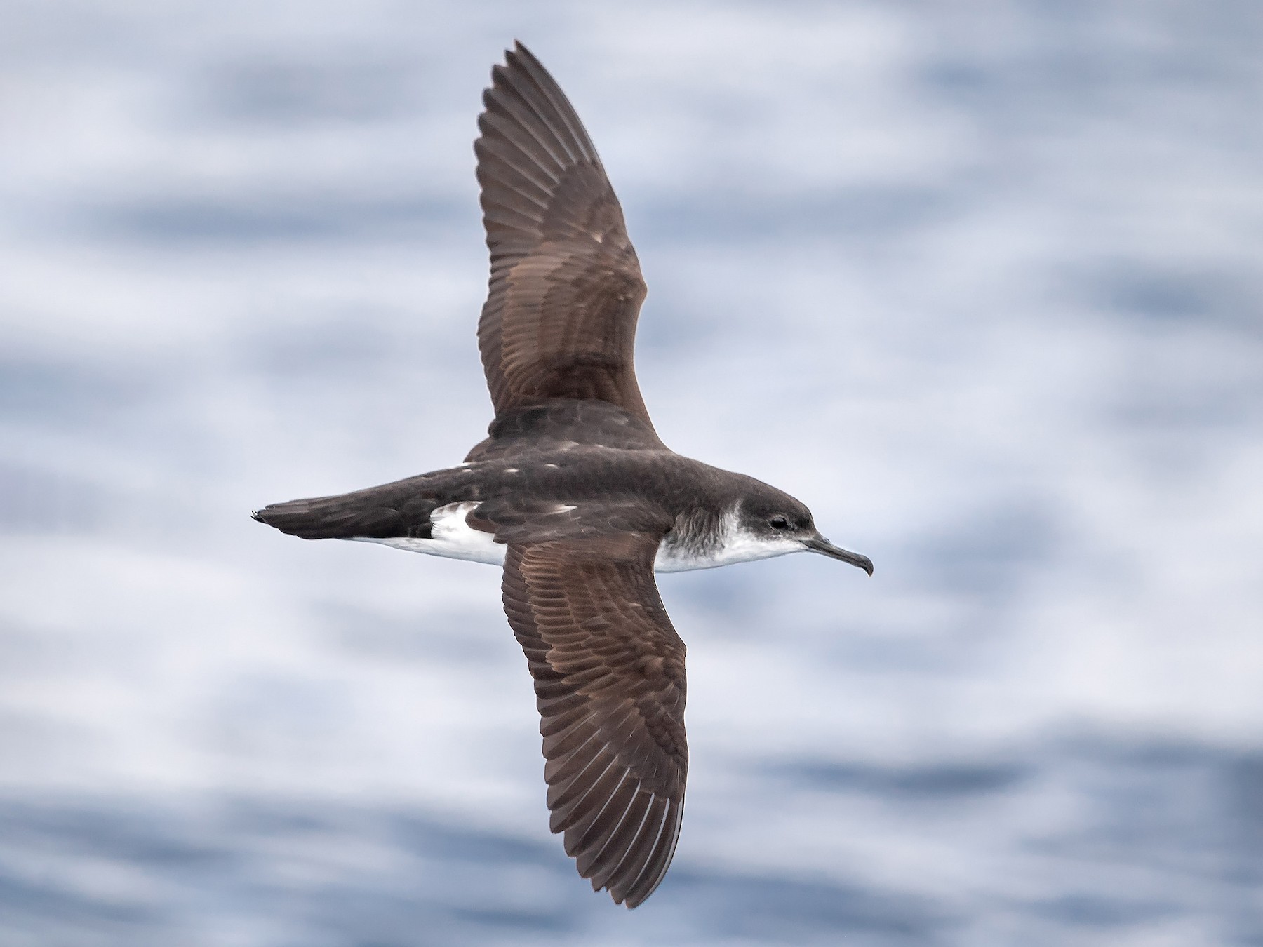 Manx Shearwater - eBird