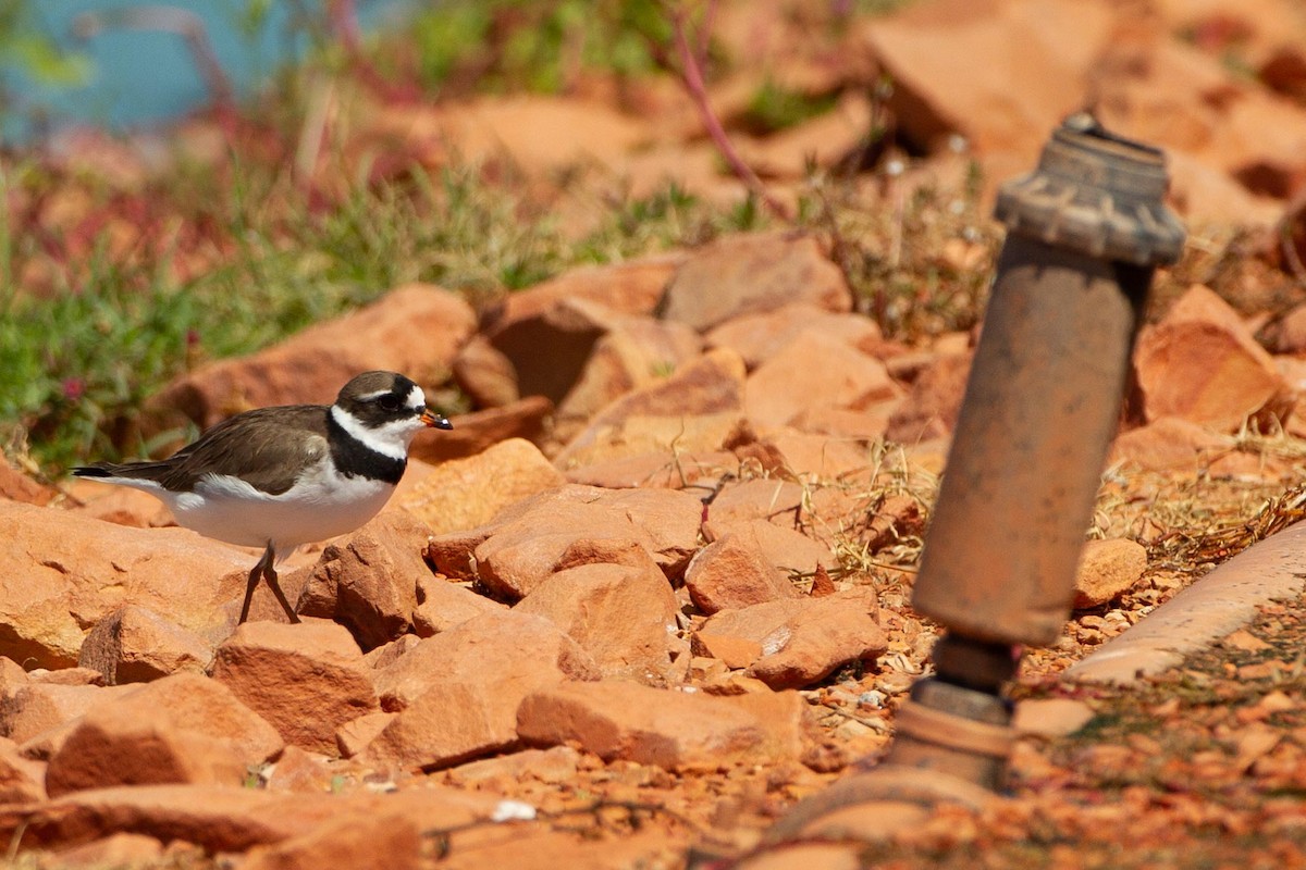 Semipalmated Plover - ML297641291