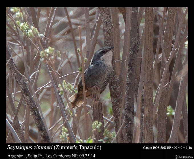 Zimmer's Tapaculo - ML297641491