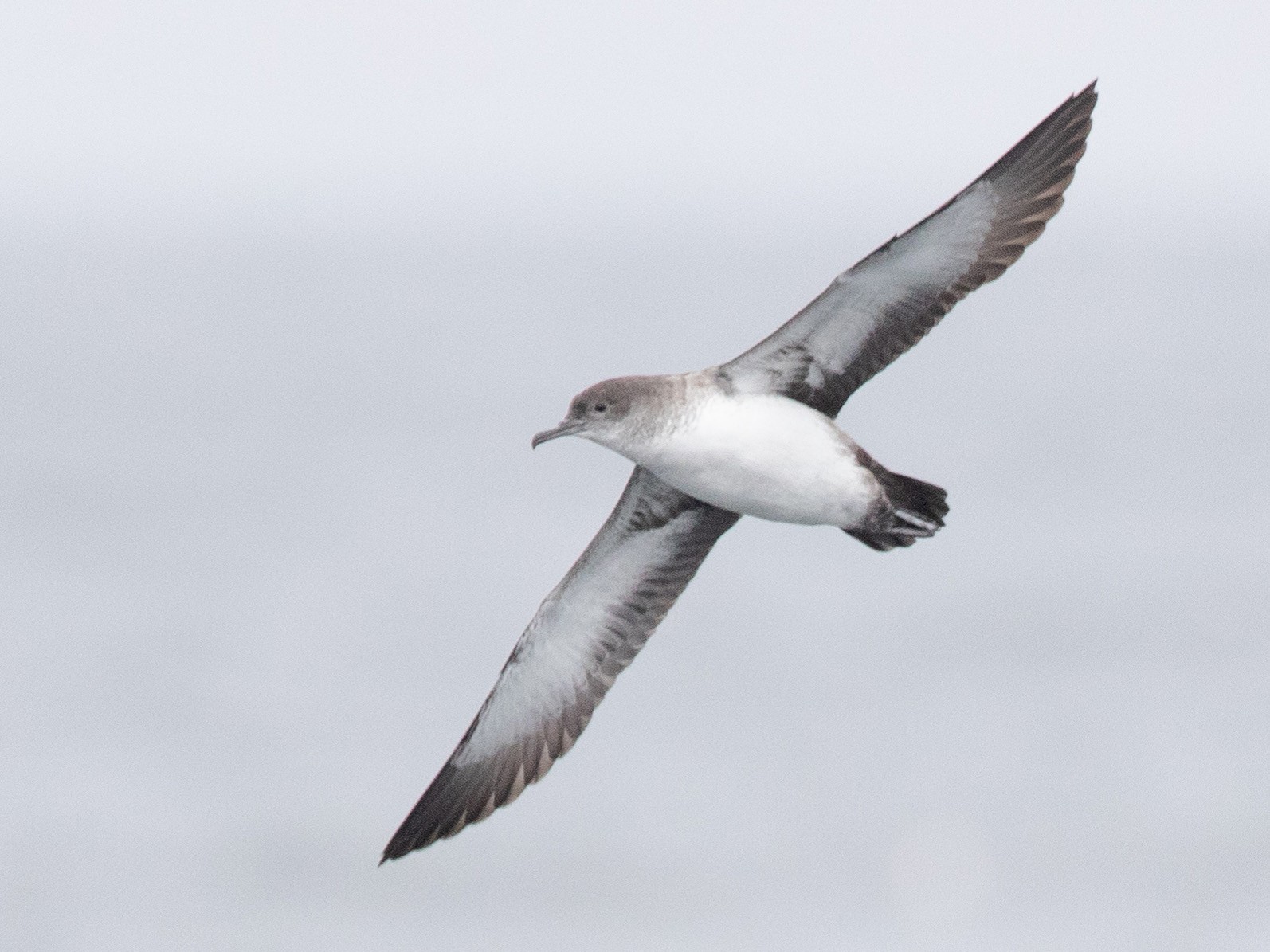 Blackvented Shearwater eBird