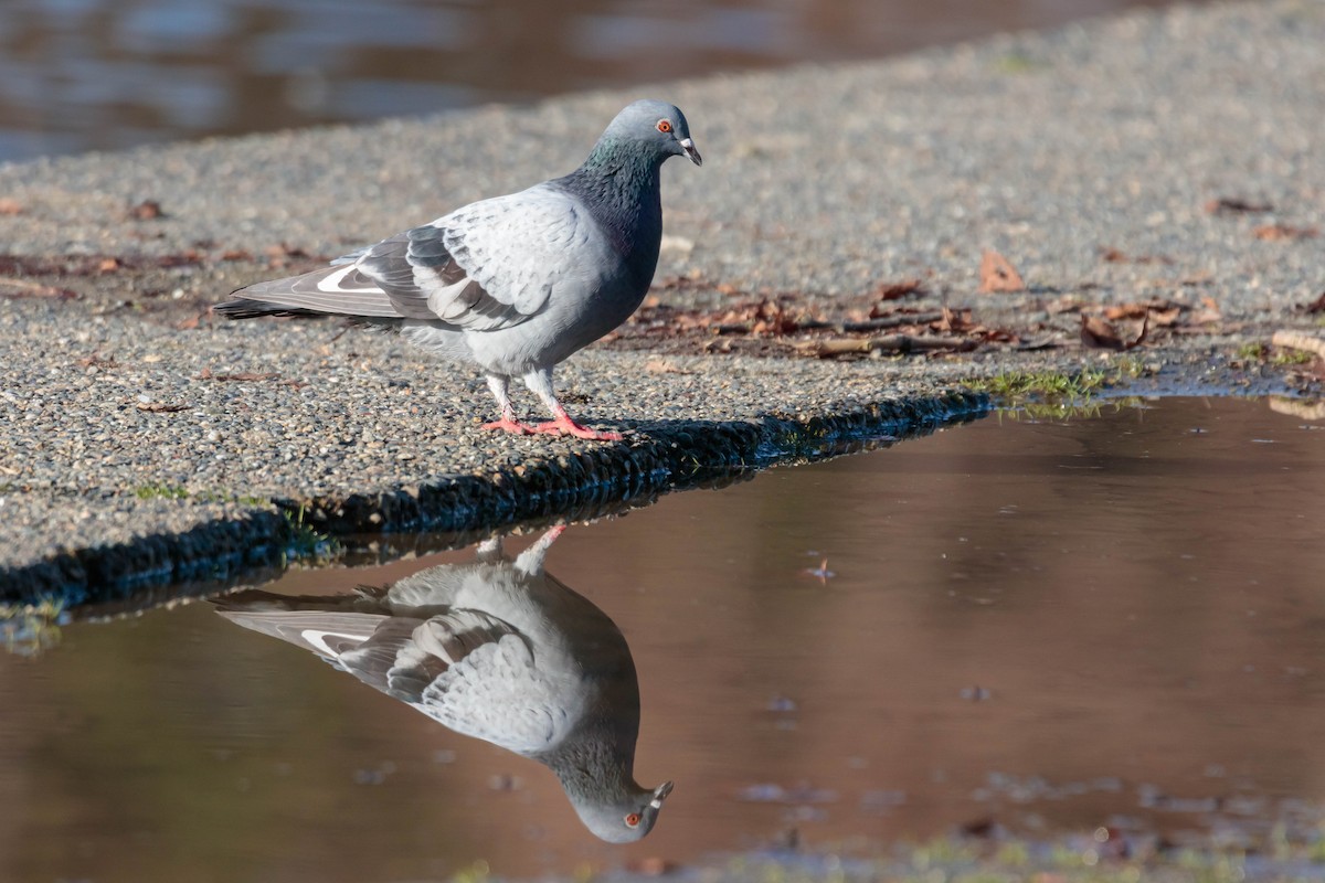 Rock Pigeon (Feral Pigeon) - Jefferson Ashby