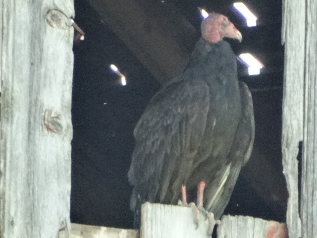 Turkey Vulture - ML29764301