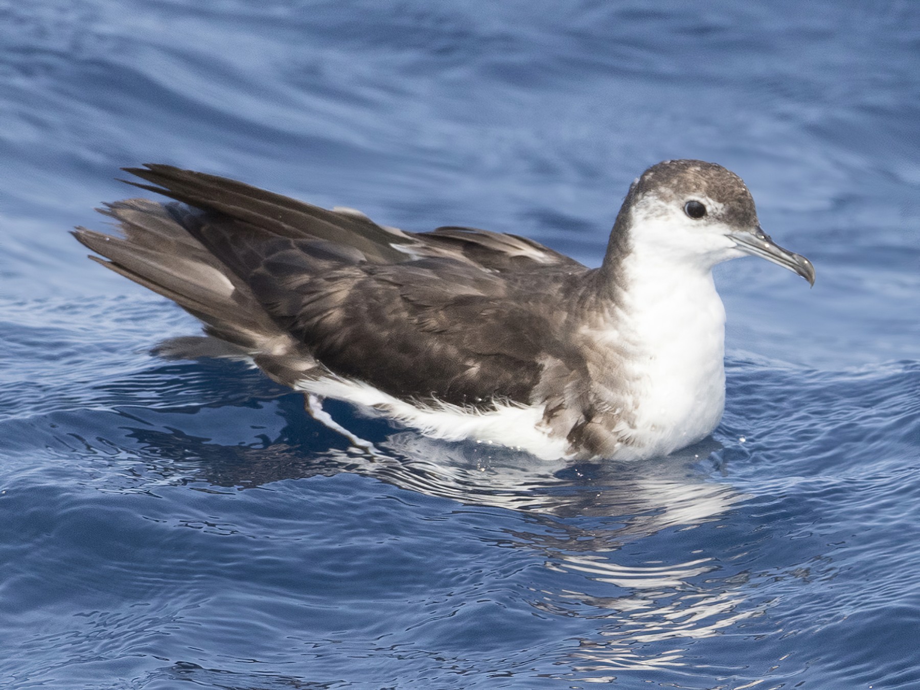 Audubon's Shearwater - Brian Sullivan