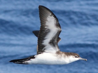 うみのとり 個室×鮮魚×地鶏 海乃鶏のご予約 - 国際センター/居酒屋 | 食べログ