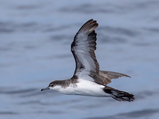  - Sargasso Shearwater