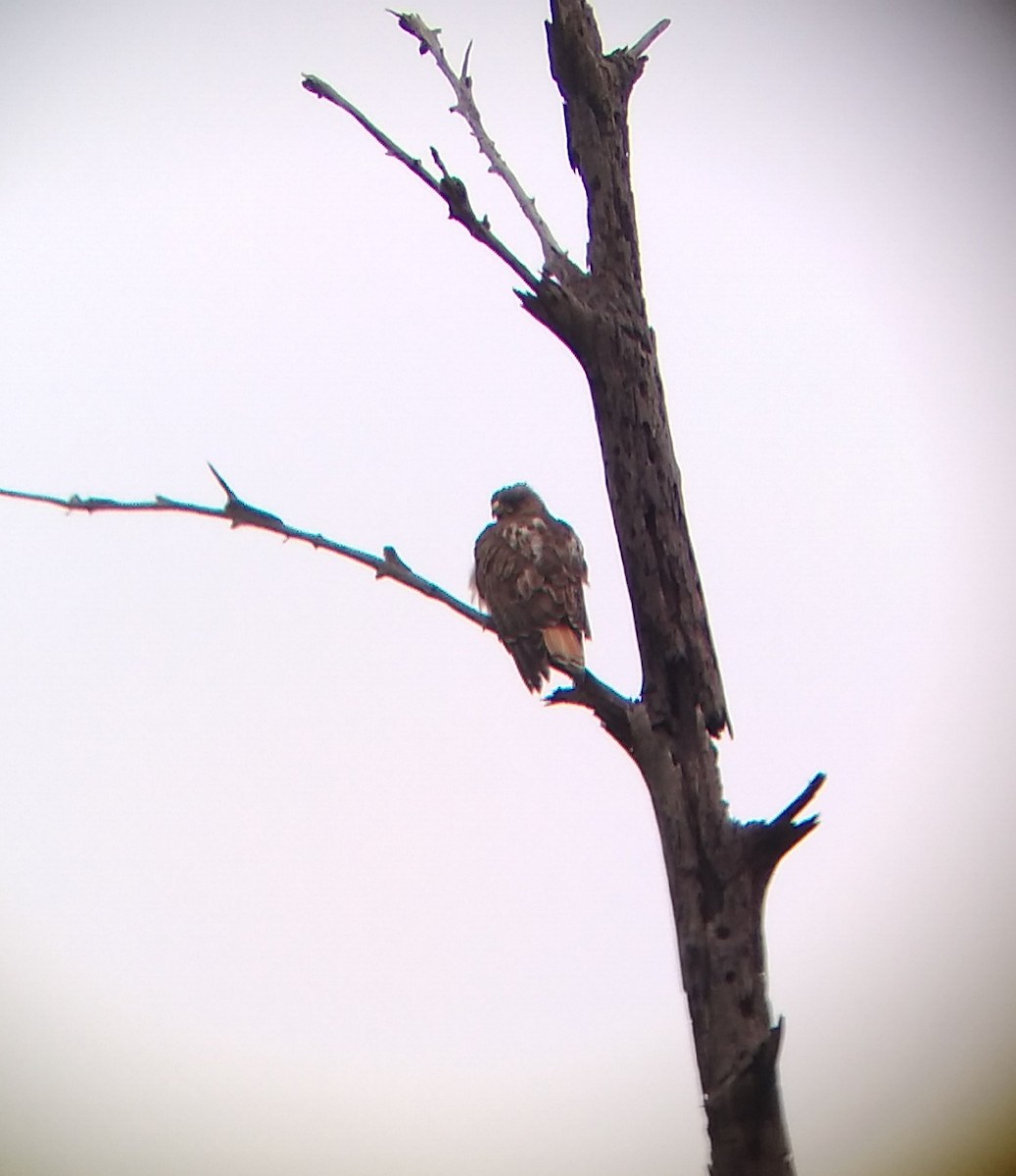 Red-tailed Hawk (kemsiesi/hadropus) - ML297649241