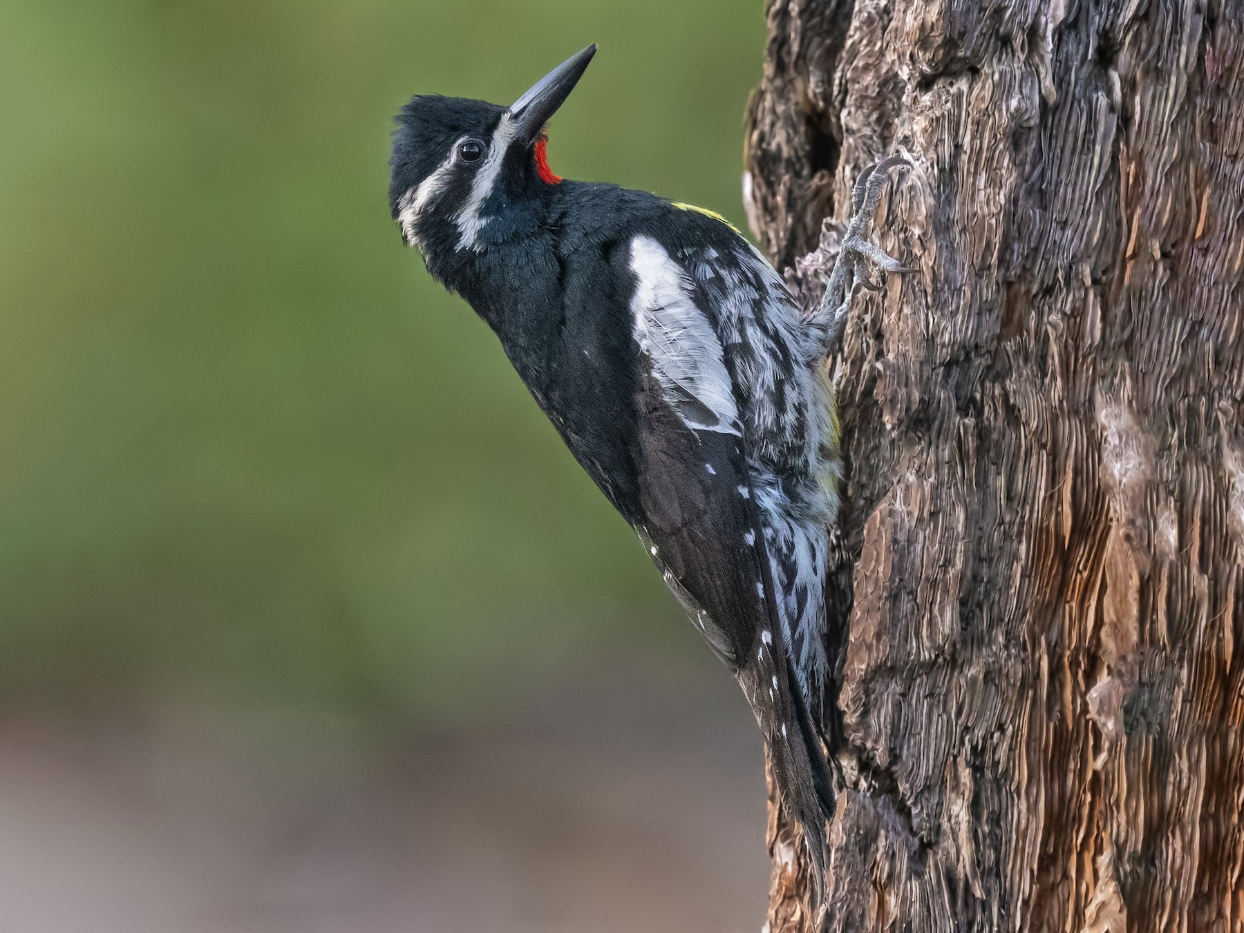 Williamson's Sapsucker - Sharif Uddin