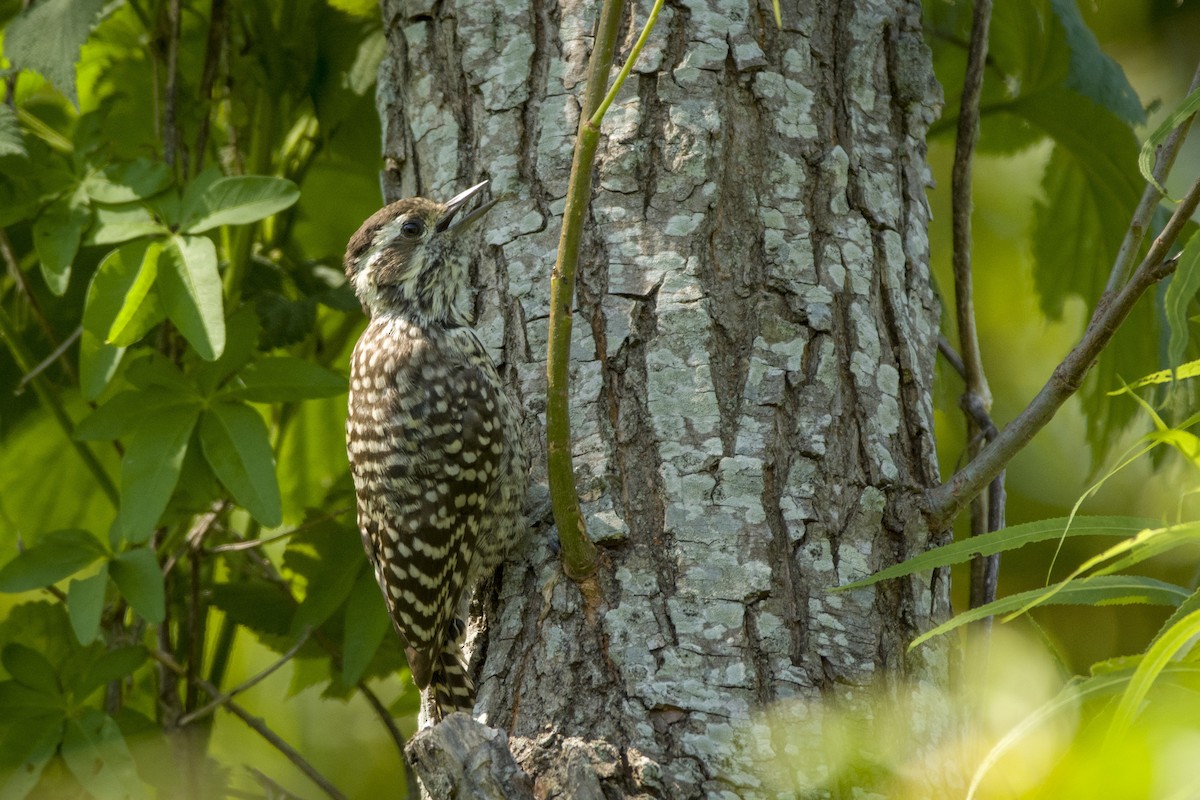 Checkered Woodpecker - ML297655171