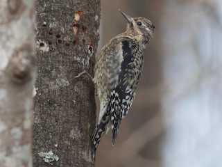 Juvenile - Rob Fowler - ML297656161