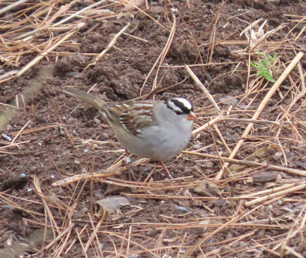 White-crowned Sparrow - Lori Arent