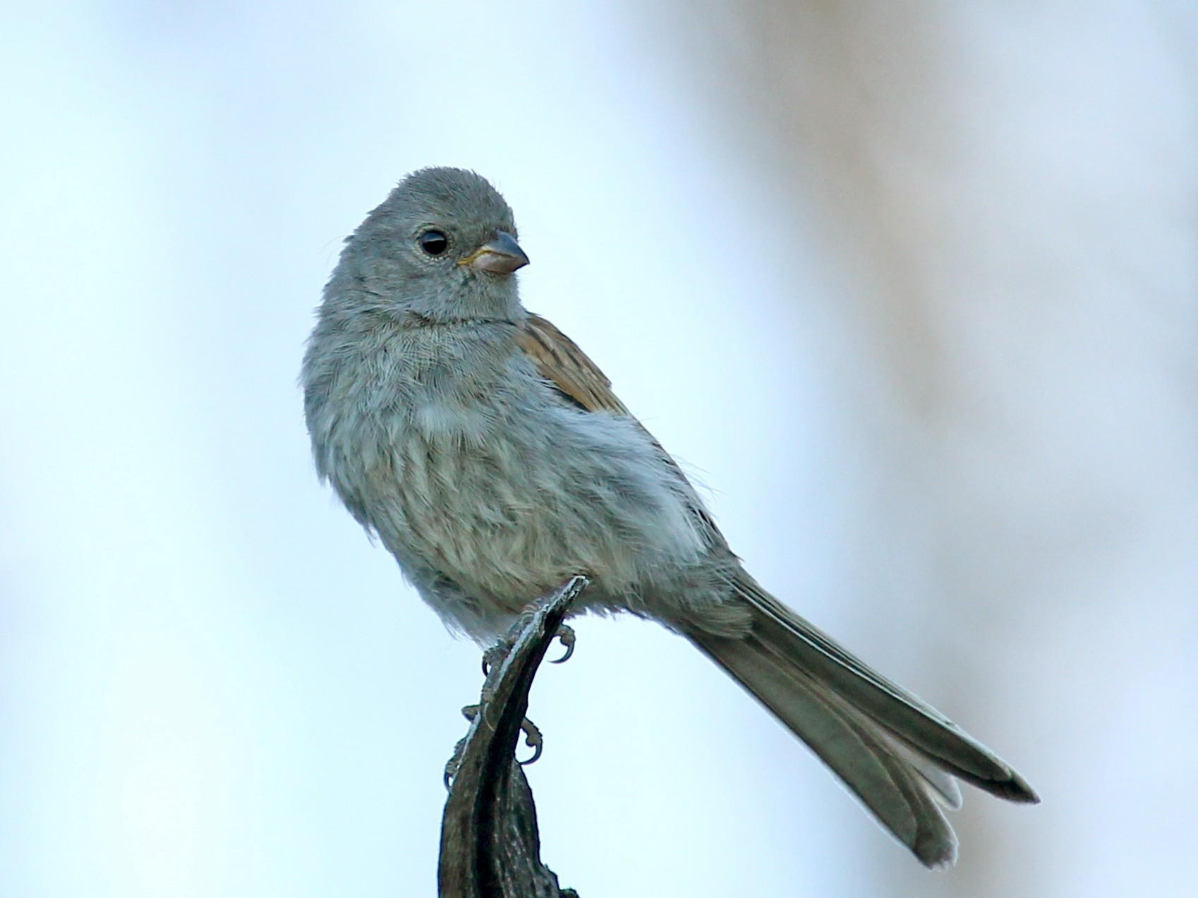 Black-chinned Sparrow - Craig Fosdick