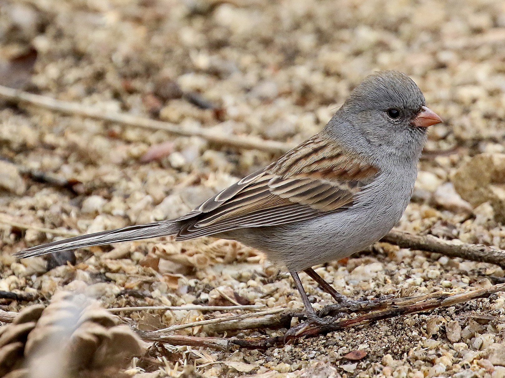 Black-chinned Sparrow - Raymond VanBuskirk